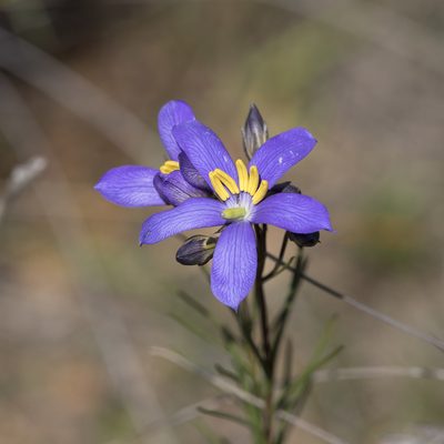 Cheiranthera alternifolia, photographed by Kym Nicolson