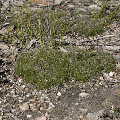 Schoenus breviculmis, photographed by Kym Nicolson