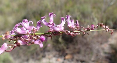 Cyphia digitata, photographed by Di Turner