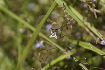 Dianella brevicaulis, photographed by Rod Lowther