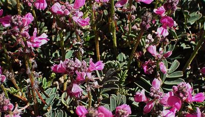 Indigofera declinata, photographed by Di Turner