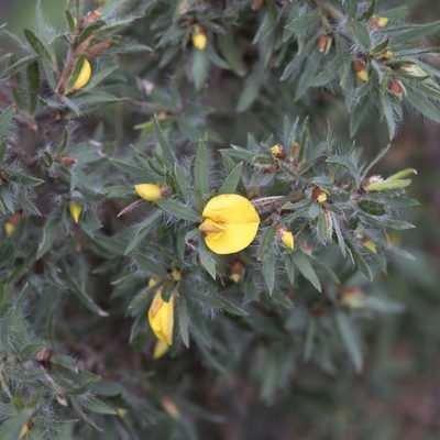 Pultenaea involucrata, photographed by Kym Nicolson