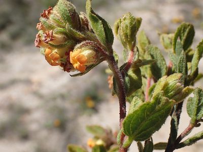 Hermannia salviifolia, photographed by Di Turner