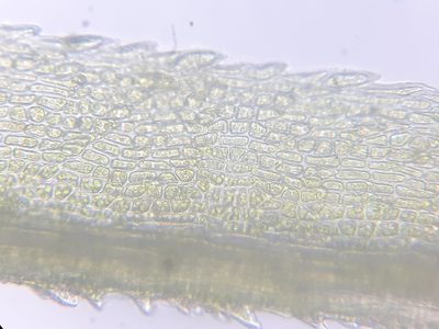 Dicranum ontariense, photographed by Quinten Wiegersma