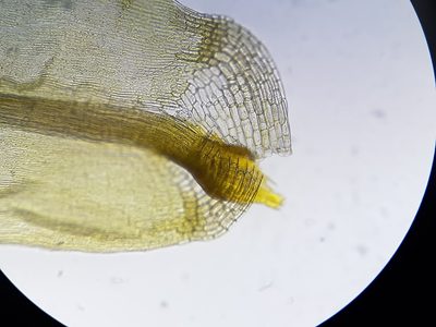 Dicranum ontariense, photographed by Quinten Wiegersma