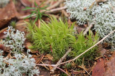Dicranum ontariense, photographed by Quinten Wiegersma