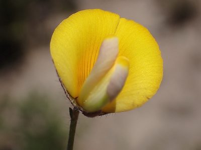 Lotononis elongata, photographed by Di Turner
