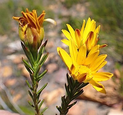 Oedera capensis, photographed by Di Turner