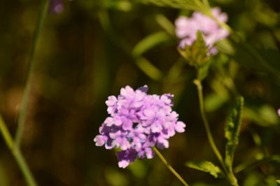 Verbena megapotamica, photographed by Andrea Gantzer