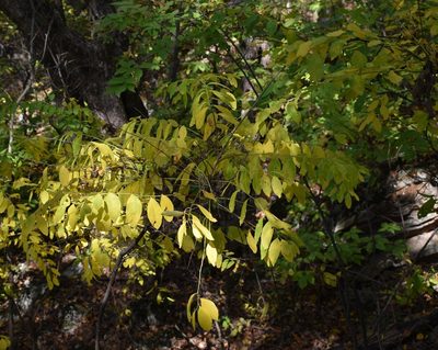 Flueggea suffruticosa, photographed by Repina Tatyana