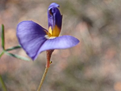 Lotononis filiformis, photographed by Di Turner