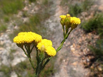 Athanasia linifolia, photographed by Di Turner