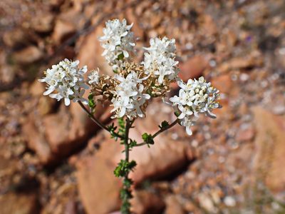 Selago glomerata, photographed by Di Turner