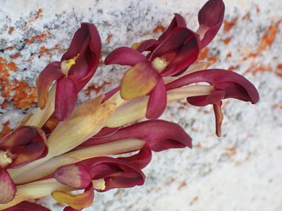 Disa comosa, photographed by Di Turner