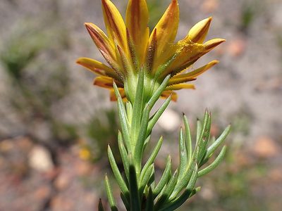 Oedera capensis, photographed by Di Turner