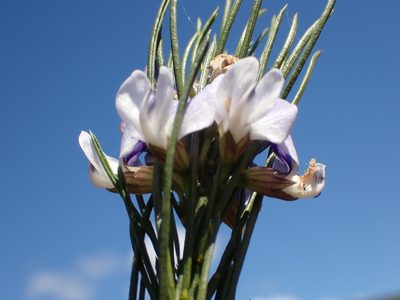 Psoralea sordida, photographed by Di Turner