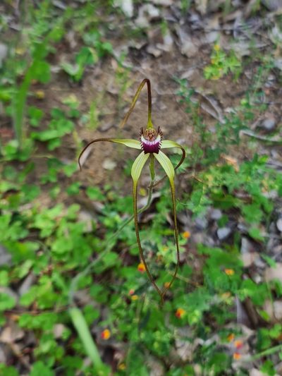 Caladenia excelsa, photographed by Cal Wood