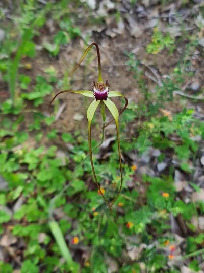 Caladenia excelsa, photographed by Cal Wood