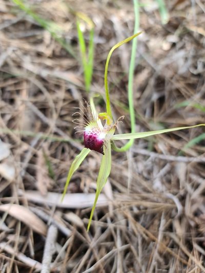 Caladenia thinicola, photographed by Cal Wood