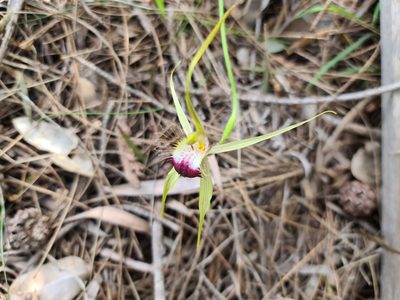 Caladenia thinicola, photographed by Cal Wood