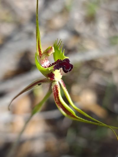 Caladenia attingens, photographed by Cal Wood