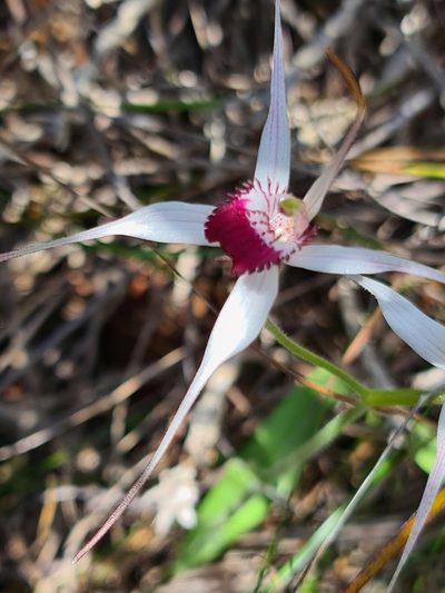 Caladenia nivalis, photographed by Cal Wood