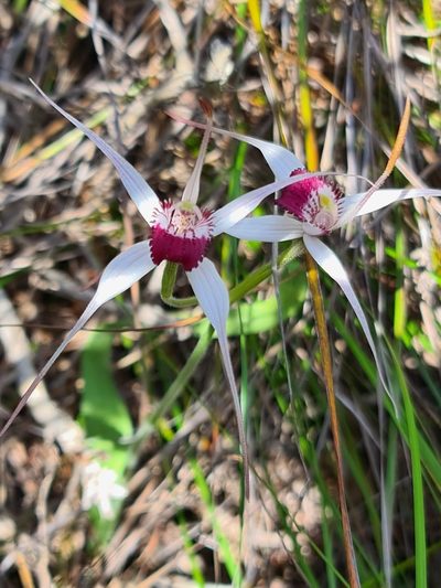 Caladenia nivalis, photographed by Cal Wood