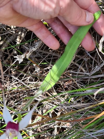 Caladenia nivalis, photographed by Cal Wood