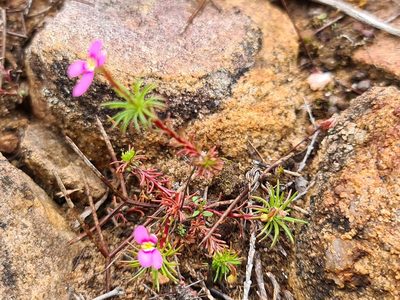 Stylidium dichotomum, photographed by Cal Wood