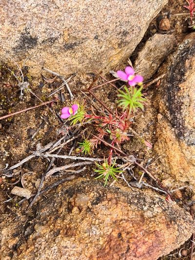 Stylidium dichotomum, photographed by Cal Wood