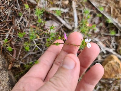 Stylidium repens, photographed by Cal Wood