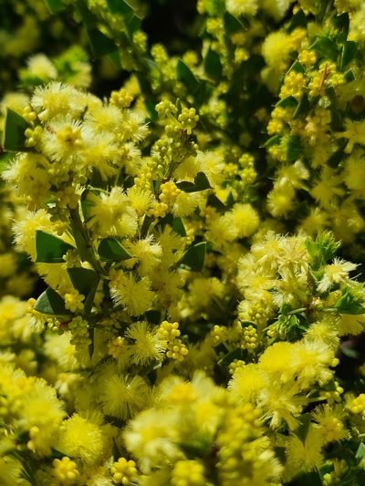 Acacia trapezoidea, photographed by Cal Wood