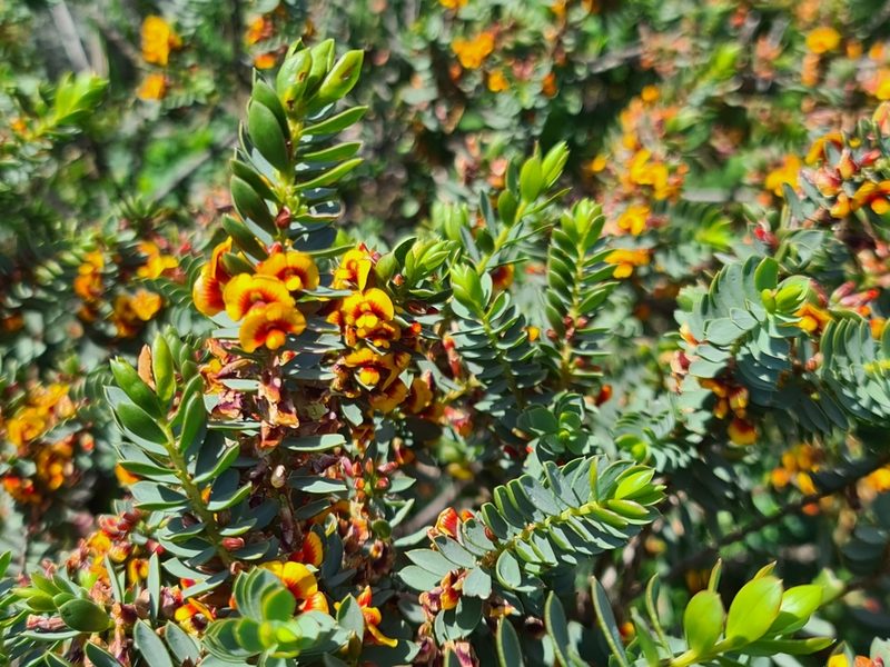 Eutaxia myrtifolia, photographed by Cal Wood