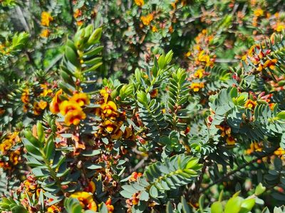 Eutaxia myrtifolia, photographed by Cal Wood