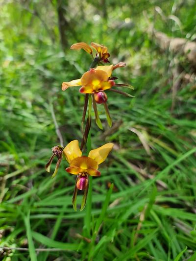 Diuris jonesii, photographed by Cal Wood