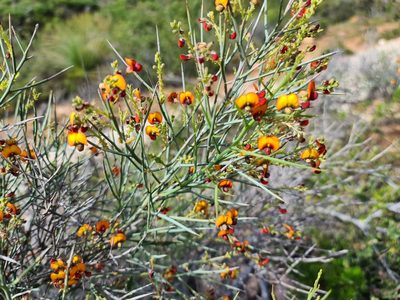 Daviesia horrida, photographed by Cal Wood
