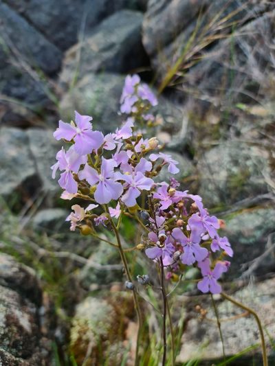 Stylidium affine, photographed by Cal Wood