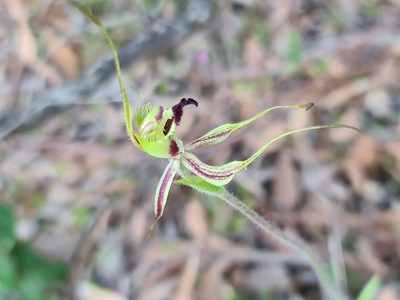 Caladenia attingens, photographed by Cal Wood
