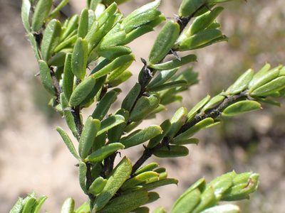 Psoralea heterosepala, photographed by Di Turner