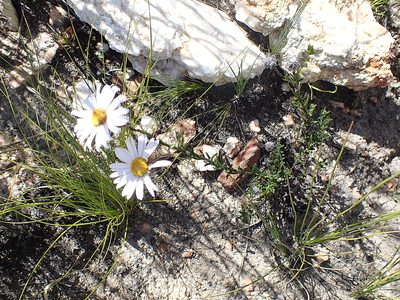 Athrixia heterophylla, photographed by Di Turner