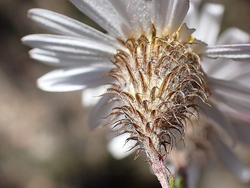 Athrixia heterophylla, photographed by Di Turner