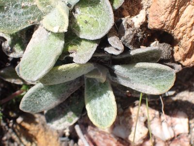 Helichrysum rotundifolium, photographed by Di Turner