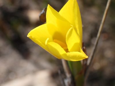 Bobartia aphylla, photographed by Di Turner