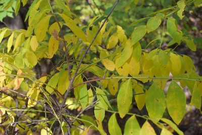Flueggea suffruticosa, photographed by Repina Tatyana