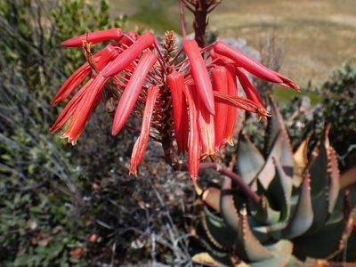 Aloe comptonii, photographed by Di Turner