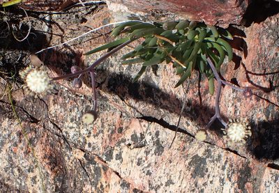 Curio talinoides, photographed by Di Turner