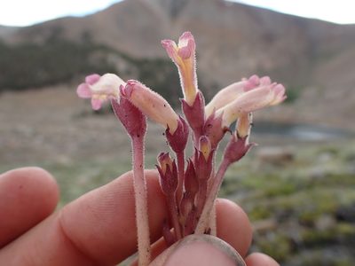 Orobanche fasciculata, photographed by Martin Purdy