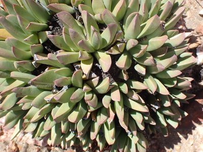 Machairophyllum albidum, photographed by Di Turner
