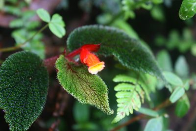 Begonia lehmannii, photographed by Scott Loarie