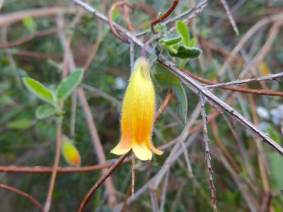 Marianthus bignoniaceus, photographed by Kiri Bee
